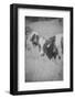 Cow Look Back-null-Framed Photographic Print