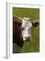 Cow, Matukituki Valley, Near Wanaka, Otago, South Island, New Zealand-David Wall-Framed Photographic Print