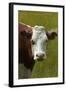 Cow, Matukituki Valley, Near Wanaka, Otago, South Island, New Zealand-David Wall-Framed Photographic Print