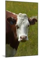 Cow, Matukituki Valley, Near Wanaka, Otago, South Island, New Zealand-David Wall-Mounted Photographic Print