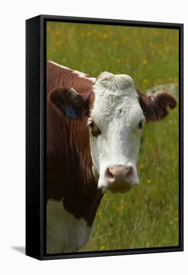 Cow, Matukituki Valley, Near Wanaka, Otago, South Island, New Zealand-David Wall-Framed Stretched Canvas