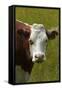Cow, Matukituki Valley, Near Wanaka, Otago, South Island, New Zealand-David Wall-Framed Stretched Canvas