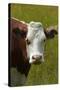 Cow, Matukituki Valley, Near Wanaka, Otago, South Island, New Zealand-David Wall-Stretched Canvas