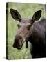 Cow Moose (Alces Alces), Glacier National Park, Montana, USA-null-Stretched Canvas