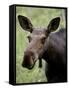 Cow Moose (Alces Alces), Glacier National Park, Montana, USA-null-Framed Stretched Canvas