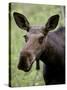 Cow Moose (Alces Alces), Glacier National Park, Montana, USA-null-Stretched Canvas