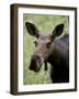 Cow Moose (Alces Alces), Glacier National Park, Montana, USA-null-Framed Photographic Print