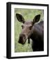 Cow Moose (Alces Alces), Glacier National Park, Montana, USA-null-Framed Photographic Print