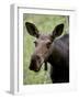 Cow Moose (Alces Alces), Glacier National Park, Montana, USA-null-Framed Photographic Print