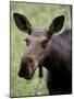 Cow Moose (Alces Alces), Glacier National Park, Montana, USA-null-Mounted Photographic Print