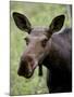 Cow Moose (Alces Alces), Glacier National Park, Montana, USA-null-Mounted Photographic Print