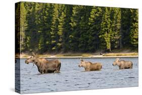 Cow Moose and Calves, Fishercap Lake, Glacier National Park, Montana-Howie Garber-Stretched Canvas