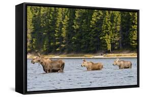 Cow Moose and Calves, Fishercap Lake, Glacier National Park, Montana-Howie Garber-Framed Stretched Canvas