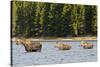 Cow Moose and Calves, Fishercap Lake, Glacier National Park, Montana-Howie Garber-Stretched Canvas