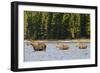 Cow Moose and Calves, Fishercap Lake, Glacier National Park, Montana-Howie Garber-Framed Photographic Print