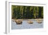 Cow Moose and Calves, Fishercap Lake, Glacier National Park, Montana-Howie Garber-Framed Photographic Print