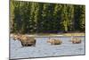 Cow Moose and Calves, Fishercap Lake, Glacier National Park, Montana-Howie Garber-Mounted Photographic Print