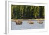 Cow Moose and Calves, Fishercap Lake, Glacier National Park, Montana-Howie Garber-Framed Photographic Print