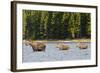 Cow Moose and Calves, Fishercap Lake, Glacier National Park, Montana-Howie Garber-Framed Photographic Print