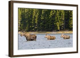 Cow Moose and Calves, Fishercap Lake, Glacier National Park, Montana-Howie Garber-Framed Photographic Print