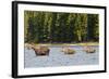 Cow Moose and Calves, Fishercap Lake, Glacier National Park, Montana-Howie Garber-Framed Photographic Print