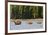 Cow Moose and Calves, Fishercap Lake, Glacier National Park, Montana-Howie Garber-Framed Photographic Print