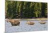 Cow Moose and Calves, Fishercap Lake, Glacier National Park, Montana-Howie Garber-Mounted Photographic Print