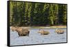 Cow Moose and Calves, Fishercap Lake, Glacier National Park, Montana-Howie Garber-Framed Stretched Canvas