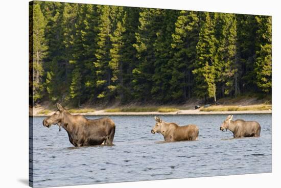 Cow Moose and Calves, Fishercap Lake, Glacier National Park, Montana-Howie Garber-Stretched Canvas