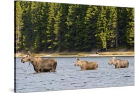 Cow Moose and Calves, Fishercap Lake, Glacier National Park, Montana-Howie Garber-Stretched Canvas