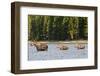 Cow Moose and Calves, Fishercap Lake, Glacier National Park, Montana-Howie Garber-Framed Photographic Print