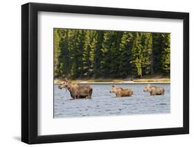 Cow Moose and Calves, Fishercap Lake, Glacier National Park, Montana-Howie Garber-Framed Photographic Print