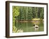 Cow Moose Feeding in Moose Lake, Jasper National Park, UNESCO World Heritage Site, Alberta, Canada-Jochen Schlenker-Framed Photographic Print