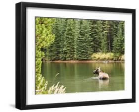 Cow Moose Feeding in Moose Lake, Jasper National Park, UNESCO World Heritage Site, Alberta, Canada-Jochen Schlenker-Framed Photographic Print