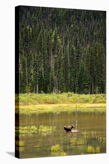 Cow Moose Feeding on Aquatic Plants in a Mountain Marsh-Richard Wright-Stretched Canvas
