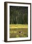 Cow Moose Feeding on Aquatic Plants in a Mountain Marsh-Richard Wright-Framed Photographic Print