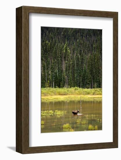 Cow Moose Feeding on Aquatic Plants in a Mountain Marsh-Richard Wright-Framed Photographic Print