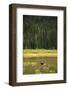 Cow Moose Feeding on Aquatic Plants in a Mountain Marsh-Richard Wright-Framed Photographic Print