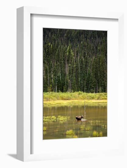 Cow Moose Feeding on Aquatic Plants in a Mountain Marsh-Richard Wright-Framed Photographic Print