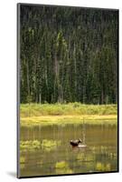 Cow Moose Feeding on Aquatic Plants in a Mountain Marsh-Richard Wright-Mounted Photographic Print