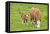 Cow Mother and Calf in Meadow-null-Framed Stretched Canvas