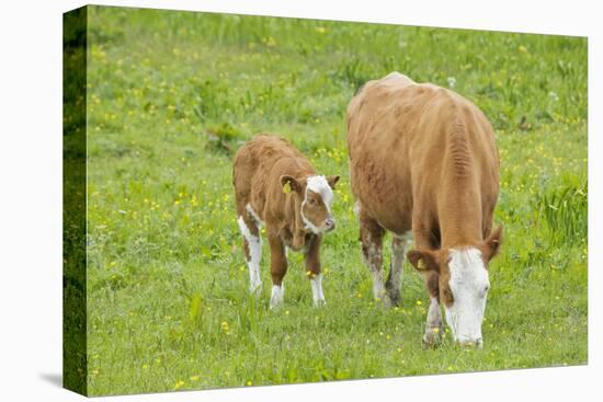 Cow Mother and Calf in Meadow-null-Stretched Canvas