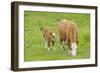 Cow Mother and Calf in Meadow-null-Framed Photographic Print