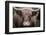 Cow Nose Light-Nathan Larson-Framed Photographic Print