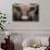 Cow Nose Light-Nathan Larson-Photographic Print displayed on a wall