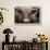 Cow Nose Light-Nathan Larson-Framed Photographic Print displayed on a wall