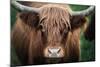 Cow Nose-Nathan Larson-Mounted Photographic Print