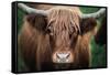 Cow Nose-Nathan Larson-Framed Stretched Canvas