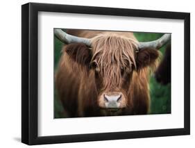 Cow Nose-Nathan Larson-Framed Photographic Print