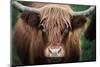 Cow Nose-Nathan Larson-Mounted Photographic Print